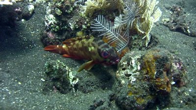 Red-barred grouper (Epinephelus fasciatus) close up