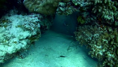 Jenkin's whipray (Himantura jenkinsii) under coral