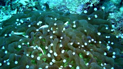 Mushroom coral pipefish (Siokunichthys nigrolineatus)