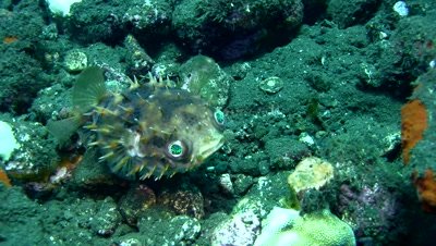 Rounded porcupinefish (Cyclichthys orbicularis)