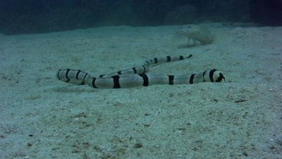 Banded snake eel (Myrichthys colubrinus) on sand