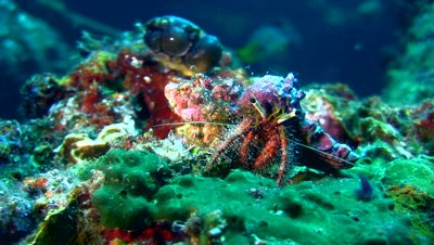 Hairy-red hermit crab (Dardanus lagopodes)