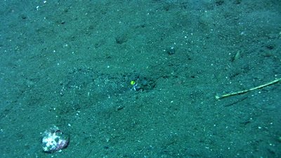 Black-rayed shrimpgoby (Stonogobiops nematodes) in its hole