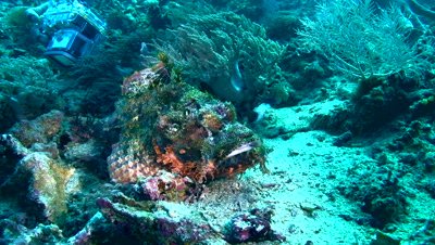 Tasseled scorpionfish (Scorpaenopsis oxycephala) opening mouth