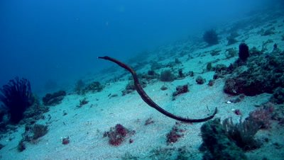 Bend stick or Double-ended pipefish (Trachyrhamphus bicoarctatus)