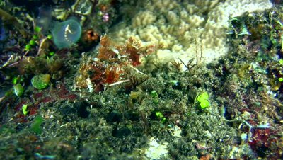 Raggy scorpionfish (Scorpaenopsis venosa),juvenile