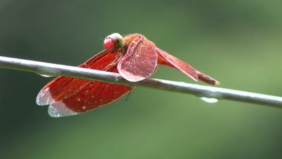 Red dragonfly,Batad,Philippines