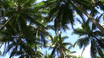 Coconut plantation,Cebu,Philippines