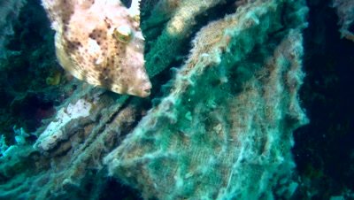 Strapweed filefish (Pseudomonacanthus macrurus)