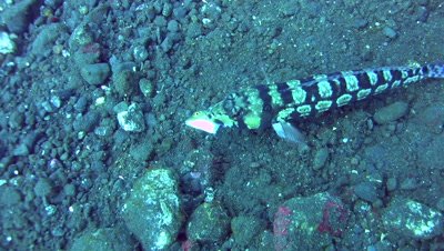 Spotted or Black-dotted sandperch (Parapercis millepunctata) eating filefish