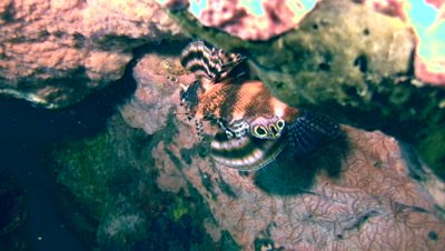 Twinspot or Ocellated lionfish (Dendrochirus biocellatus)