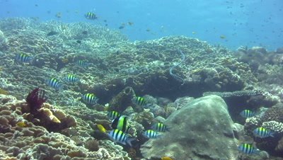 Banded sea krait (Laticauda colubrina) swimming up