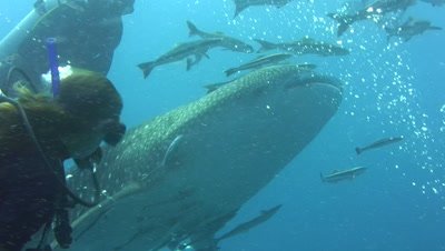 Whaleshark (Rhincodon typus) opening mouth with divers around