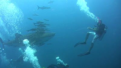 Whaleshark (Rhincodon typus) swimming with divers below