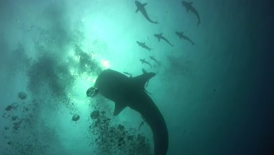 Whaleshark (Rhincodon typus) silhouette with divers