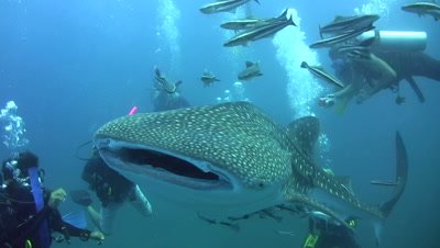 Whaleshark (Rhincodon typus) with divers