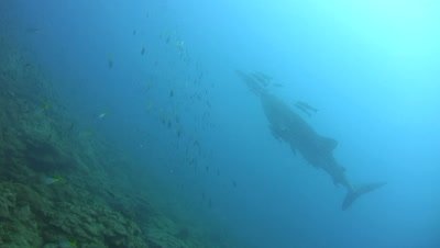 Whaleshark (Rhincodon typus) with school of fishes