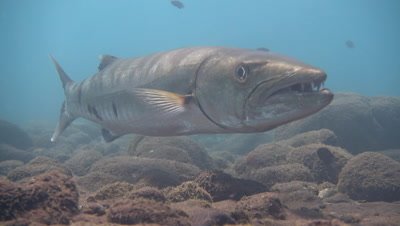 Great barracuda (Sphyraena barracuda) hovering,from side