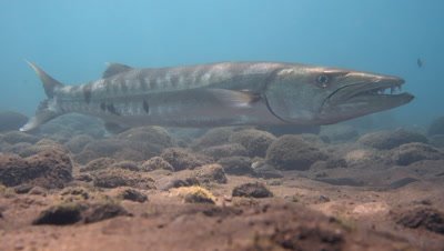 Great barracuda (Sphyraena barracuda) hovering,from side
