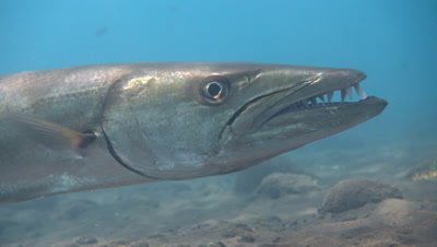 Great barracuda (Sphyraena barracuda) hovering,from side,head close up