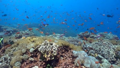 Hard and soft coral reef full of tropical fishes with starry pufferfish (Arothron stellatus)