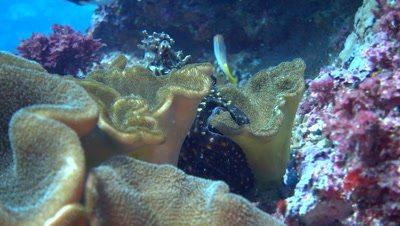 Reef octopus (Octopus Cyanea) crawling on the reef