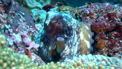 Reef octopus (Octopus Cyanea) head out of a hole