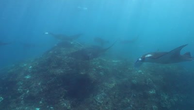 Manta rays (Manta blevirostris) hovering on top of cleaning station