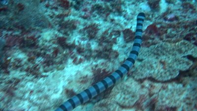 Banded sea krait (Laticauda colubrina) moving with the waves
