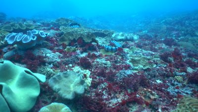 Banded sea krait (Laticauda colubrina) looking for food
