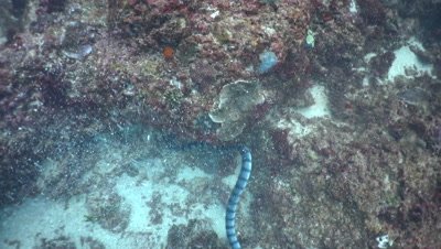 Banded sea krait (Laticauda colubrina) moving with the waves