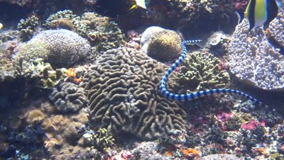Banded sea krait (Laticauda colubrina) swimming