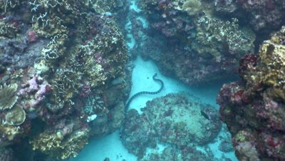Banded sea krait (Laticauda colubrina) between corals