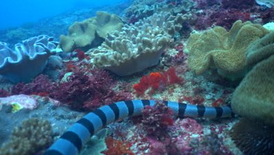 Banded sea krait (Laticauda colubrina) looking for food