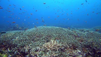 Huge field of acropora coral with trumpetfish (Aulostomus chinensis) and school of anthias
