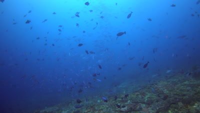 School of lunar fusiliers (Caesio lunaris) swimming over reef with triggerfishes and surgeonfishes