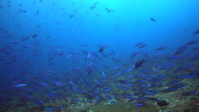 School of lunar fusiliers (Caesio lunaris) swimming over reef with surgeonfishes