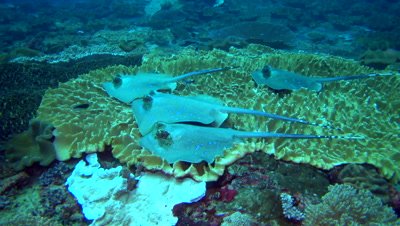 Bunch of blue-spotted stingrays (Dasyatis kuhlii) resting on soft coral