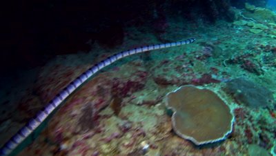 Banded sea krait (Laticauda colubrina) swimming, from behind