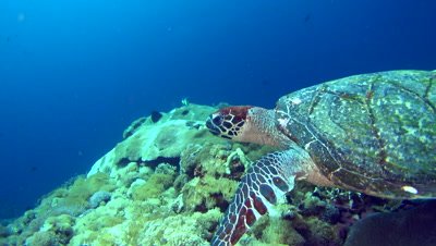 Hawksbill turtle (Eretmochelys imbricata) swimming over reef then straight to camera