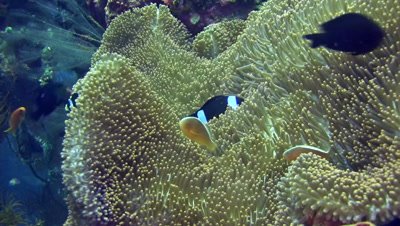 Clarks anemonefish (Amphiprion clarkii) and skunk anemonefish (Amphiprion sandaracinos) sharing anemone
