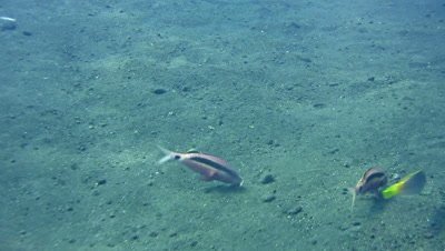 Longbarbel goatfish (Parupeneus macronemua) looking for food in the sand