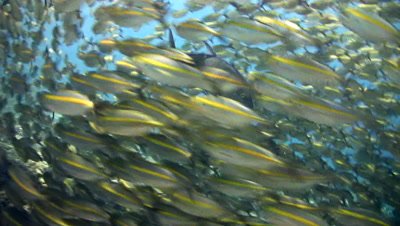 Yellow-striped scad (Selaroides leptolepis) in school with bluefin trevally (Caranx melampygus) hunting them