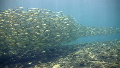 Yellow-striped scad (Selaroides leptolepis) in school with bluefin trevally (Caranx melampygus) following them