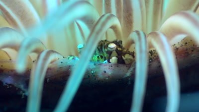 Harlequin crab (Lissocarcinus laevis) at the edge of tube anemone