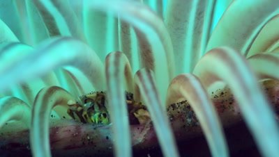 Harlequin crab (Lissocarcinus laevis) at the edge of tube anemone