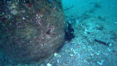 Giant frogfish (Antennarius commerson) black