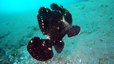 Giant frogfish (Antennarius commerson) black, swimming over sand