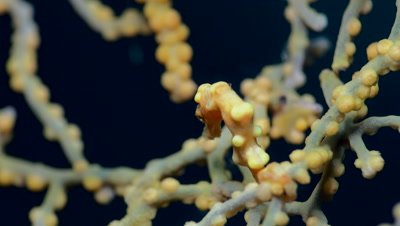 Denise pygmy seahorse (Hippocampus denise)
