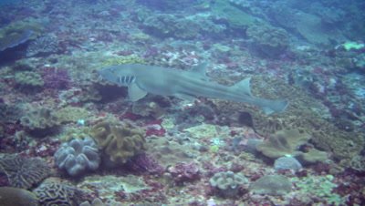 Tawny nurse shark (Nebrius ferrugineus) swimming over reef